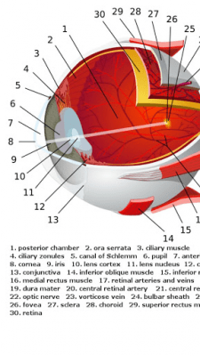 Capture d'écran de l'application Anatomie humaine - #3