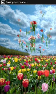 Capture d'écran de l'application Tulipes - #3