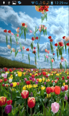 Capture d'écran de l'application Tulipes - #4