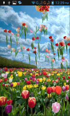 Capture d'écran de l'application Tulipes - #6