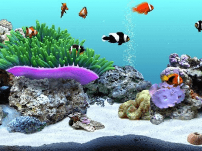 Capture d'écran de l'application DigiFish Clownfish - #1