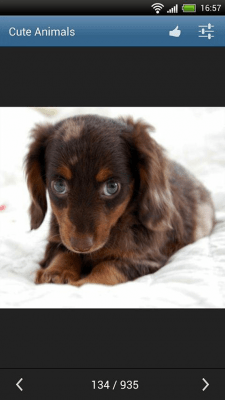 Capture d'écran de l'application Animaux mignons - #4