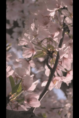 Capture d'écran de l'application Flower Wind - #2