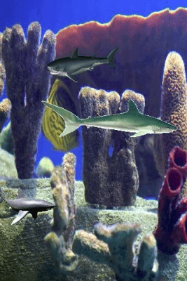 Capture d'écran de l'application Shark Pond - #2