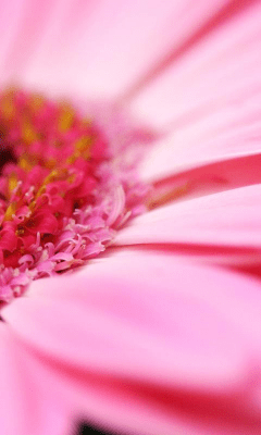 Capture d'écran de l'application Daisy Wallpapers - #3