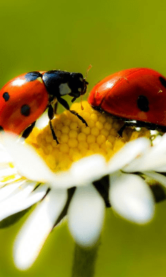 Capture d'écran de l'application Daisy Wallpapers - #4