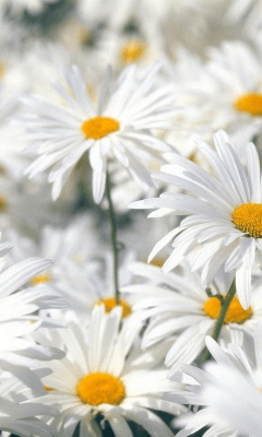 Capture d'écran de l'application Daisy Wallpapers - #5