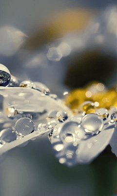 Capture d'écran de l'application Daisy Wallpapers - #6