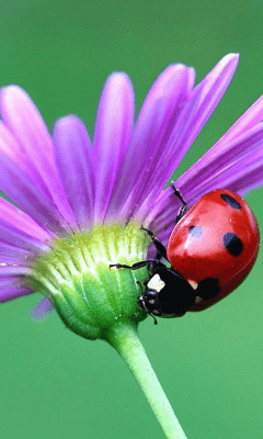 Capture d'écran de l'application Daisy Wallpapers - #7