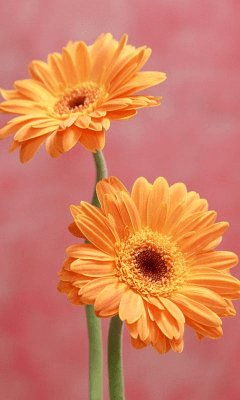 Capture d'écran de l'application Daisy Wallpapers - #8