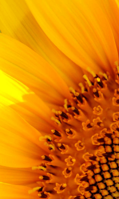 Capture d'écran de l'application Sunflower Wallpapers - #1