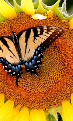 Capture d'écran de l'application Sunflower Wallpapers - #3