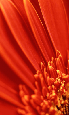 Capture d'écran de l'application Sunflower Wallpapers - #7