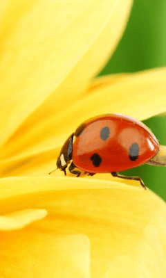 Capture d'écran de l'application Sunflower Wallpapers - #8