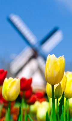 Capture d'écran de l'application Tulip Wallpapers - #3