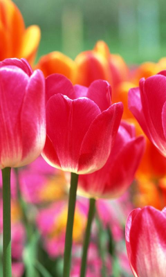 Capture d'écran de l'application Tulip Wallpapers - #5