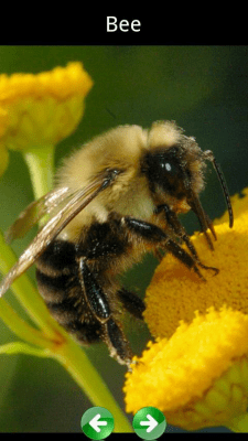 Capture d'écran de l'application Bruits d'animaux pour les enfants - #7