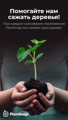 Capture d'écran de l'application PlantSnap - Identification des plantes, arbres et fleurs - #6