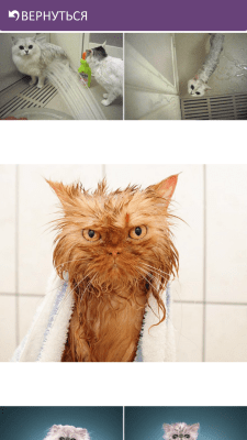 Capture d'écran de l'application Funny Cats - #3