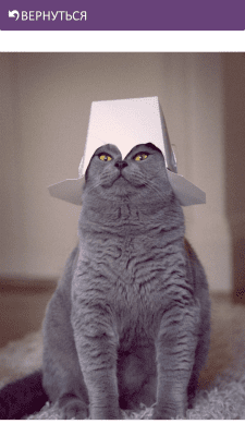 Capture d'écran de l'application Funny Cats - #4