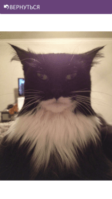 Capture d'écran de l'application Funny Cats - #5