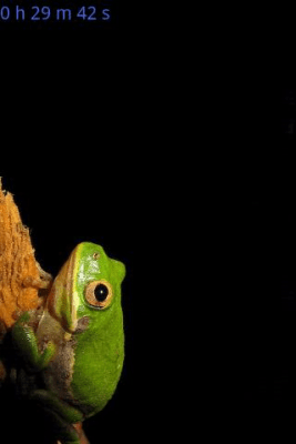 Capture d'écran de l'application Crickets - #3