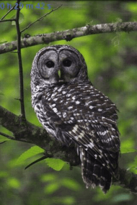 Capture d'écran de l'application Crickets - #4