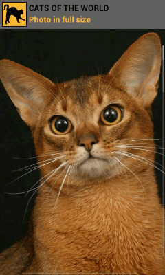 Capture d'écran de l'application Cats of the world - #5