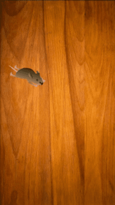 Capture d'écran de l'application Game For Cats - #3