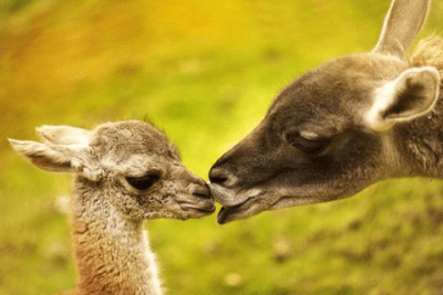 Capture d'écran de l'application Cute Baby Animals Pictures - #4