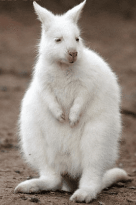 Capture d'écran de l'application Cute Baby Animals Pictures - #5