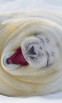 Capture d'écran de l'application Funny Animals Wallpapers #1 - #4