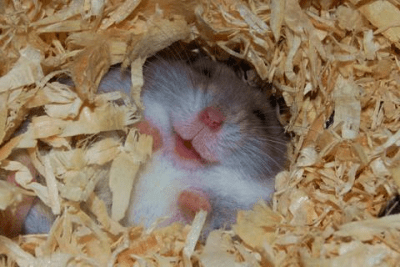 Capture d'écran de l'application Funny Animals Wallpapers #1 - #5