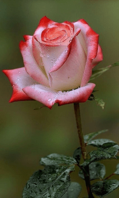 Capture d'écran de l'application Flowers - #3