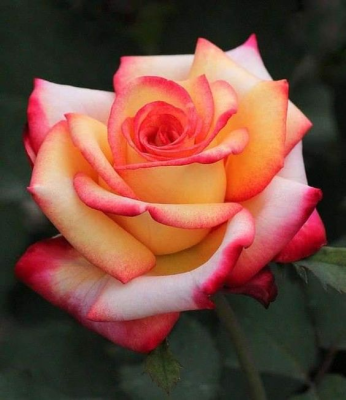 Capture d'écran de l'application Flowers - #4