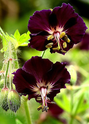 Capture d'écran de l'application Flowers - #6