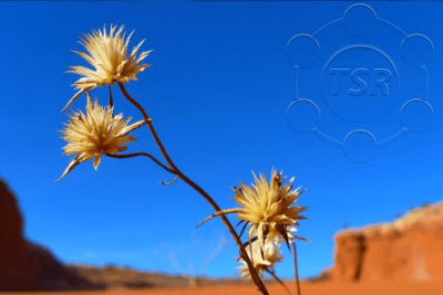 Capture d'écran de l'application TSR Watermark Image Free - #3