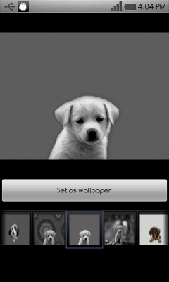 Capture d'écran de l'application Beautiful dog wallpapers - #1