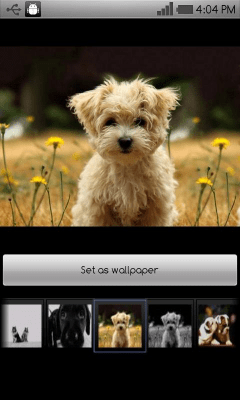 Capture d'écran de l'application Beautiful dog wallpapers - #3