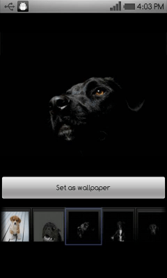 Capture d'écran de l'application Beautiful dog wallpapers - #4