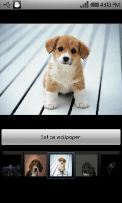 Capture d'écran de l'application Beautiful dog wallpapers - #6