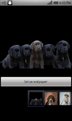 Capture d'écran de l'application Beautiful dog wallpapers - #7